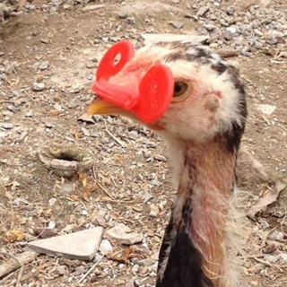 COMBO 30 kính đeo mắt gà chống cắn mổ nhau loại cài