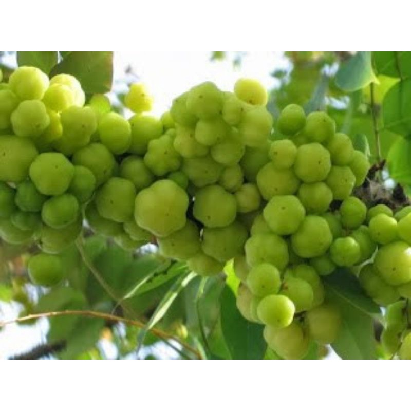 Cây chùm ruột chua
