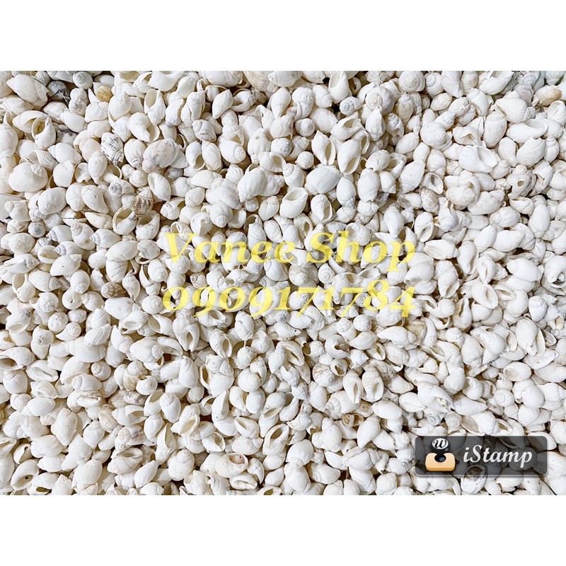 Vỏ ốc sen trắng 100gr