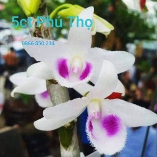 Phi điệp 5ct phú thọ