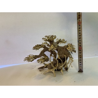 Lũa bonsai hồ thủy sinh số 1