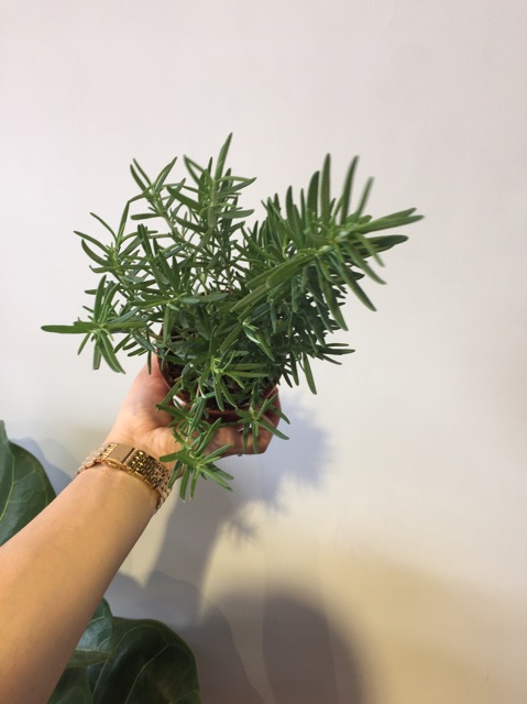Cây Hương Thảo xứ nóng - Rosemary