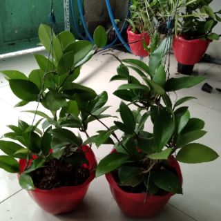 Lan cẩm cù đỏ