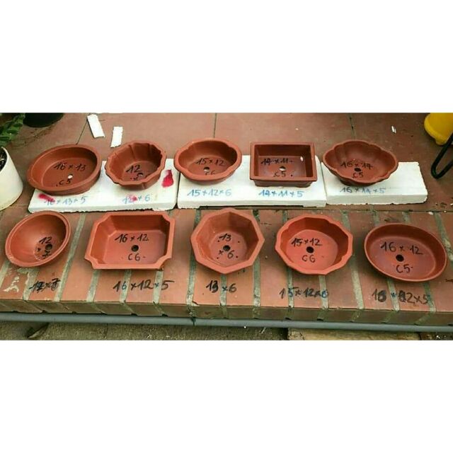 Combo  10 chậu  bonsai  330 k