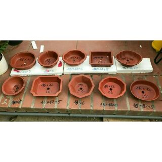 Combo  10 chậu  bonsai  330 k