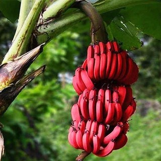 Hạt giống Chuối tiêu đỏ - Gói 3 hạt
