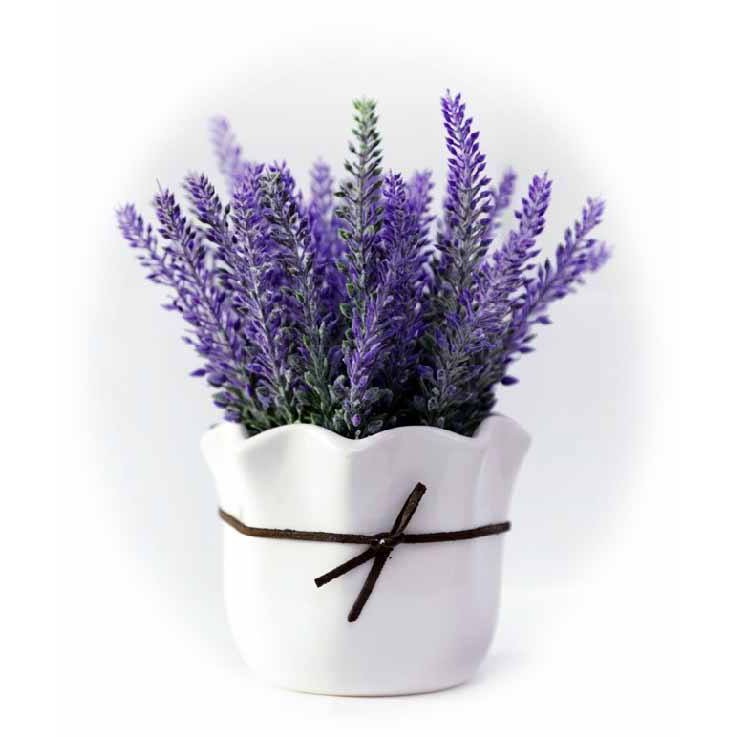 Hạt Giống Hoa Oải Hương tím ( Lavender) 50 hạt/gói