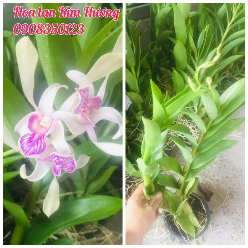 Phong lan dendro nắng thỏ hồng đang ngồng