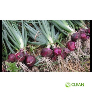 Hạt giống hành tây tím - giàu dinh dưỡng, năng suất cao