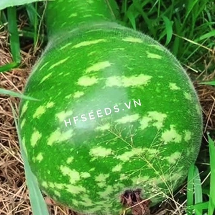 Gói 5 hạt giống bầu sao Đài Loan Yongfang-  tỷ lệ nảy mầm 95%