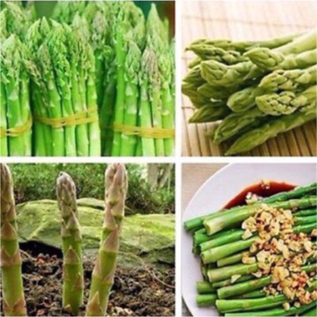 Hạt giống măng tây cây màu tím và màu xanh