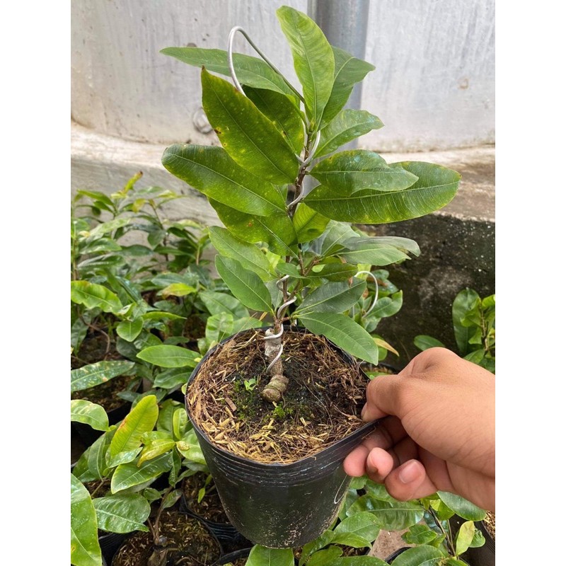 Hoa mai Siêu Bông Sài Gòn loại mini_cây ghép chuẩn
