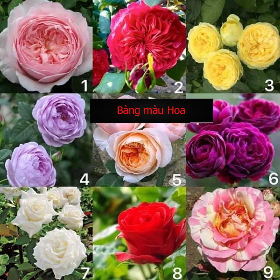 [Chuẩn Giống F1] Gốc hoa hồng leo Pháp đầy đủ màu hoa + Tặng 3 cây chè xanh