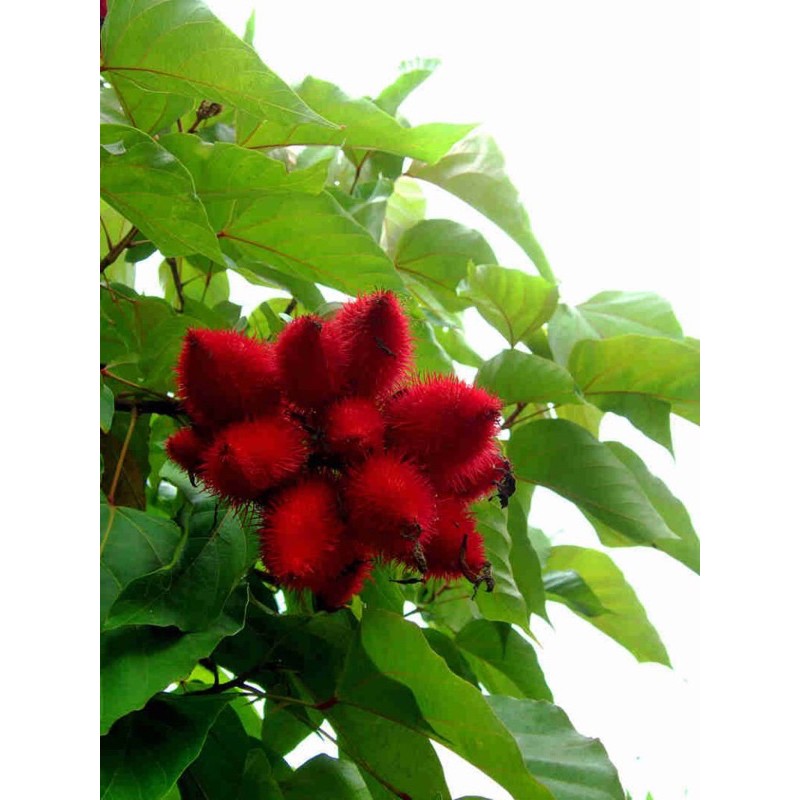 Cây điều nhuộm, ca ri, điều màu