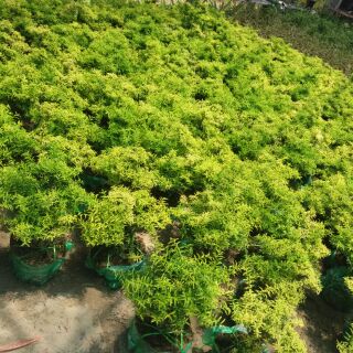 Cây Mai Chiếu Thuỷ Bonsai