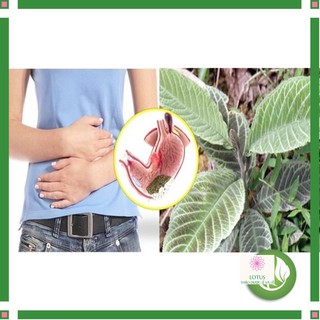 Lá khôi nhung 1 kg ( Khôi Tía) đảm bảo