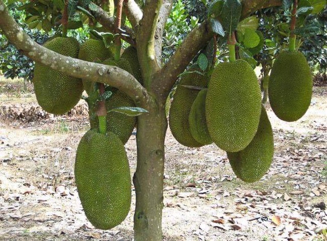 Cây mít thái siêu sớm và cây mít ta