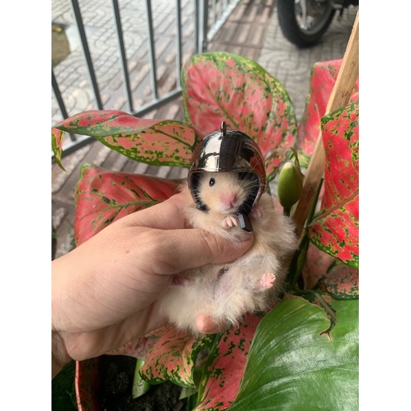 Nón bảo hiểm cho hámter, gà, sóc