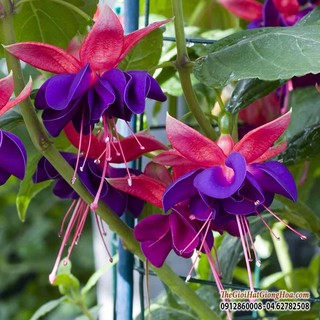 (giá rẻ) Hạt giống hoa Lồng đèn (hoa đăng)