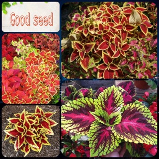 ⚡️ HẠT GIỐNG TÍA TÔ CẢNH ⚡️ VÔ CÙNG ĐẸP NHIỀU MÀU SẮC