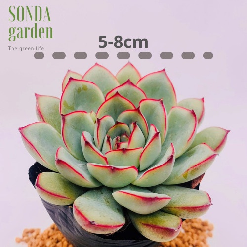 Sen đá viền hồng SONDA GARDEN size bé 5-8cm, xuất xứ Đà Lạt, khoẻ đẹp, lỗi 1 đổi 1