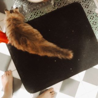 Pass thảm lót chậu cát mèo