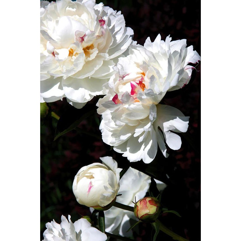 K119 - Khuôn Kim Loại Cắt Hoa Mẫu Đơn