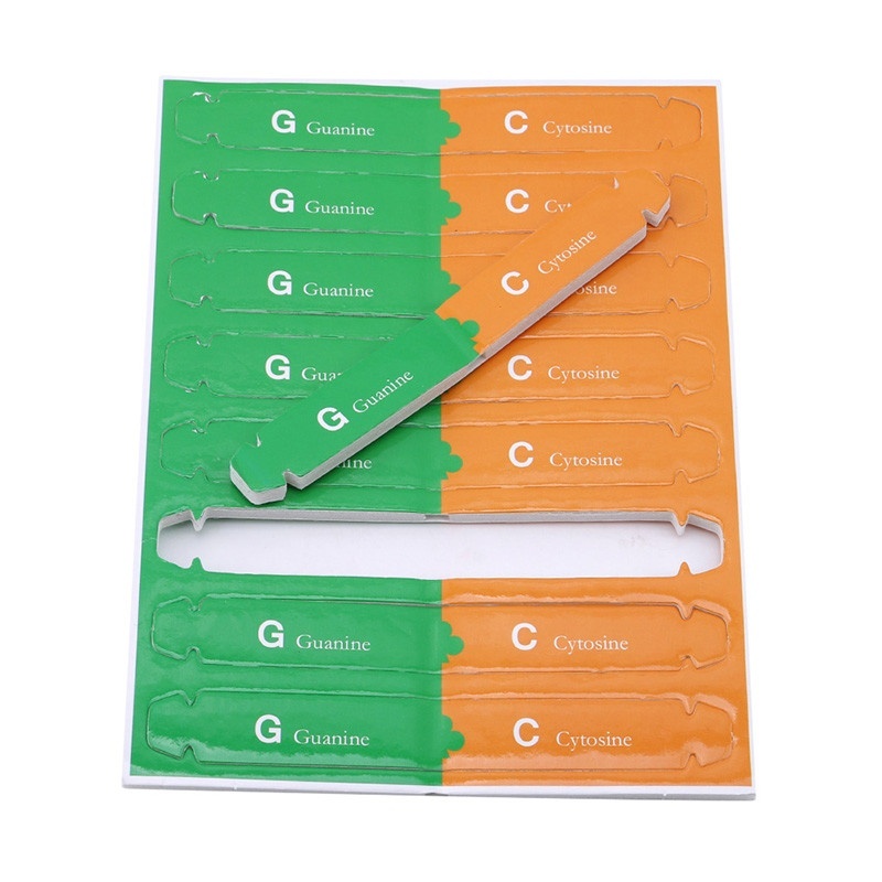 Mô Hình Dạy Học Khoa Học Kép Genes DNA Thông Dụng