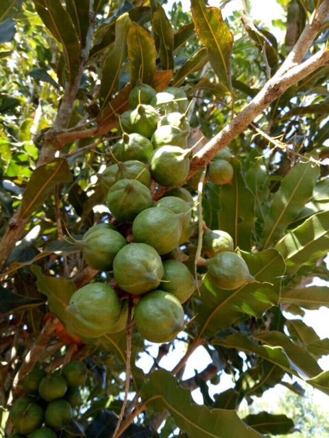 Hạt Macca Lâm Đồng