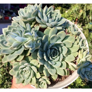 Sen đá Violet chậu size đại nhiều con size 20