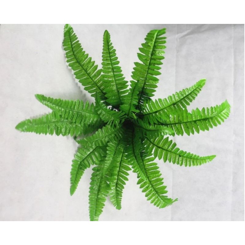 Cây dương xỉ trang trí,cụm điểm trang trí