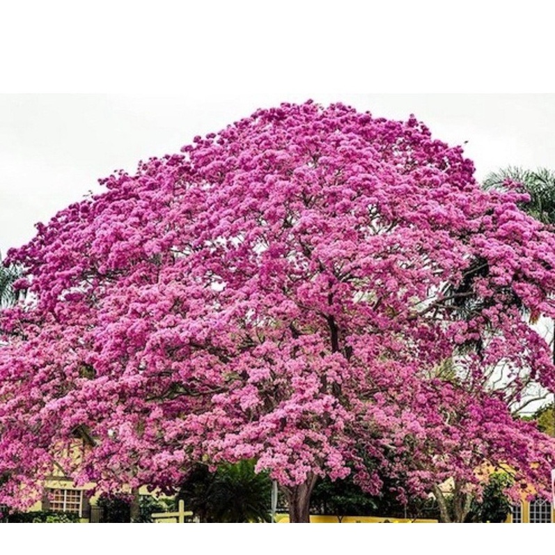 Hạt Giống Cây Hoa Phong Linh Hồng KNS3111 - Gói 5 hạt