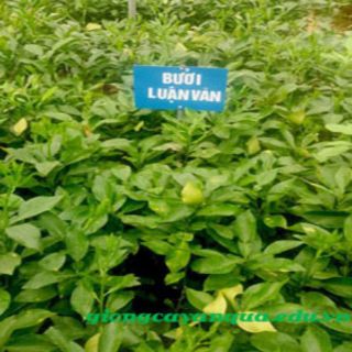 Bưởi đỏ luận văn