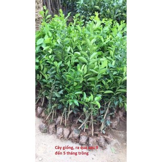 sản phẩm CÂY CHANH ĐỎ