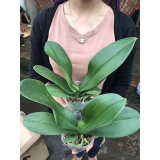 lan hồ điệp hàng khổng lồ 45k