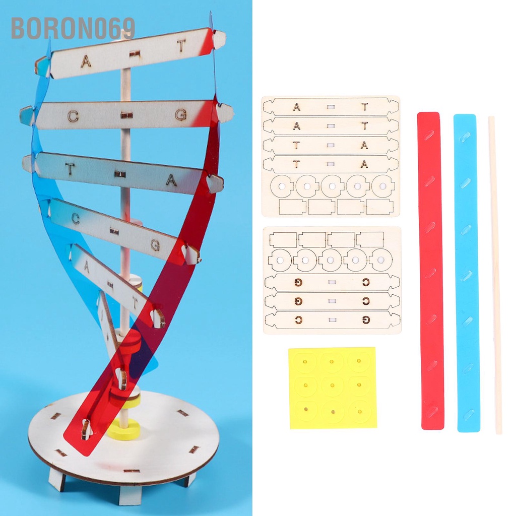 Boron069 Mô hình DNA bằng gỗ Tốt cho sức khỏe Giúp học dễ dàng lắp đặt xoắn ốc đôi tự làm 6 tuổi trở lên