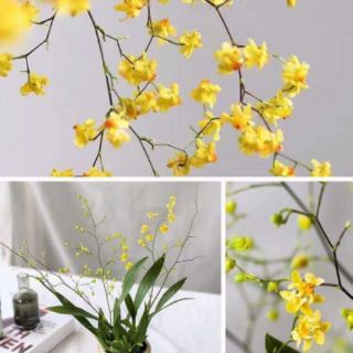 Lan Vũ Nữ Lâu Mộng (inbox chọn màu)