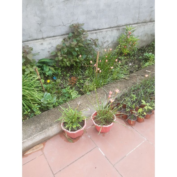 15 hạt giống hoa huệ mưa mix màu cam vàng trắng hồng