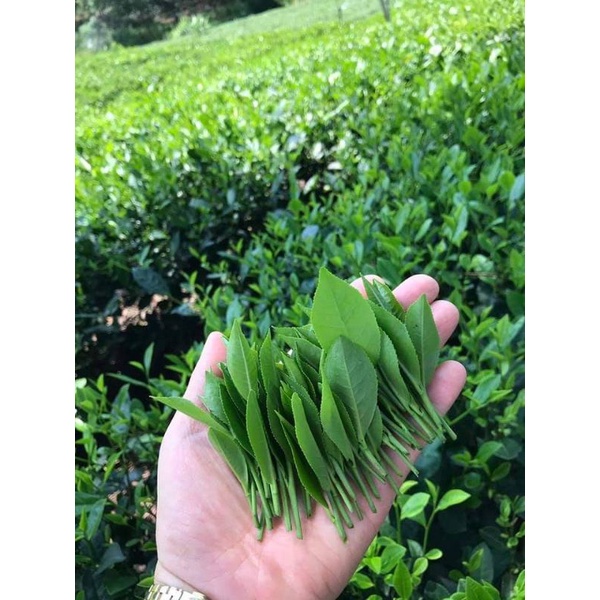 Trà nõn ngon tuyệt phẩm (gói 50g) 100% chè đinh. Chè nõn Tân Cương Thái Nguyên | BigBuy360 - bigbuy360.vn