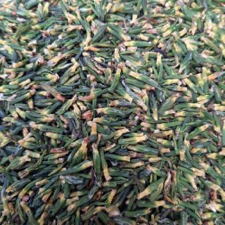 TRÀ TIM SEN Sấy khô 100g