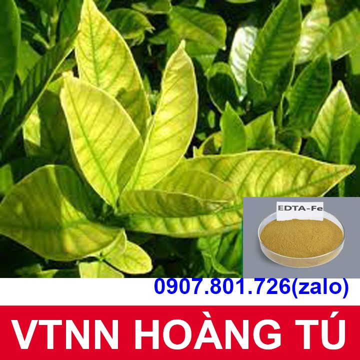 Phân Bón Lá Trung Vi Lượng Fe-EDTA-13 Hạn Chế Vàng Lá Gân Xanh, Dưỡng Lá Xanh Mượt GÓI 100g