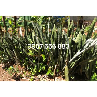 Lưỡi hổ xanh/ lưỡi hổ vằn