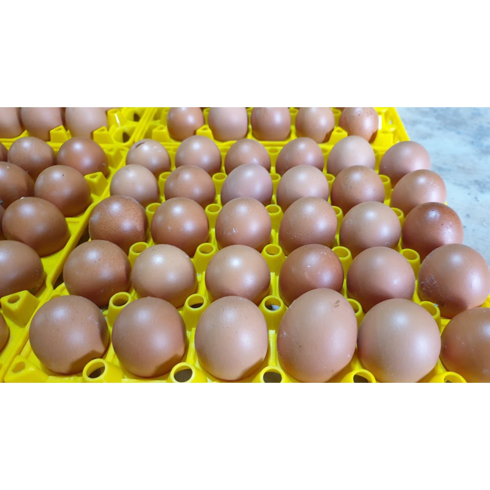 Trứng gà, vịt tươi set 10 trứng ( chỉ giao Sài Gòn qua Nowship) | BigBuy360 - bigbuy360.vn