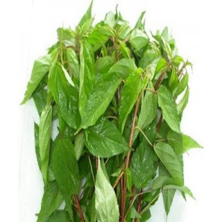 hạt giống rau đay