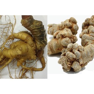 Củ tam thất bắc khô - 100g nakha103
