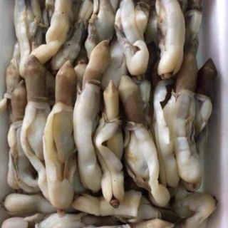 Ruột Ốc Móng Tay