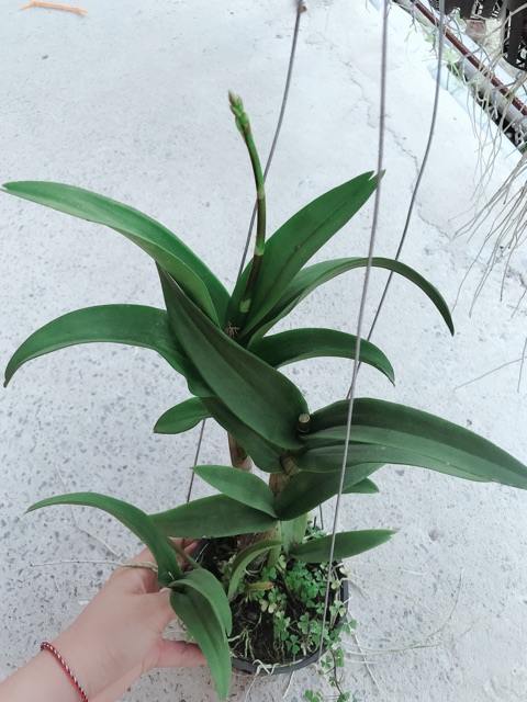 Hoa lan Denro vàng nắng đang ngồng hoa