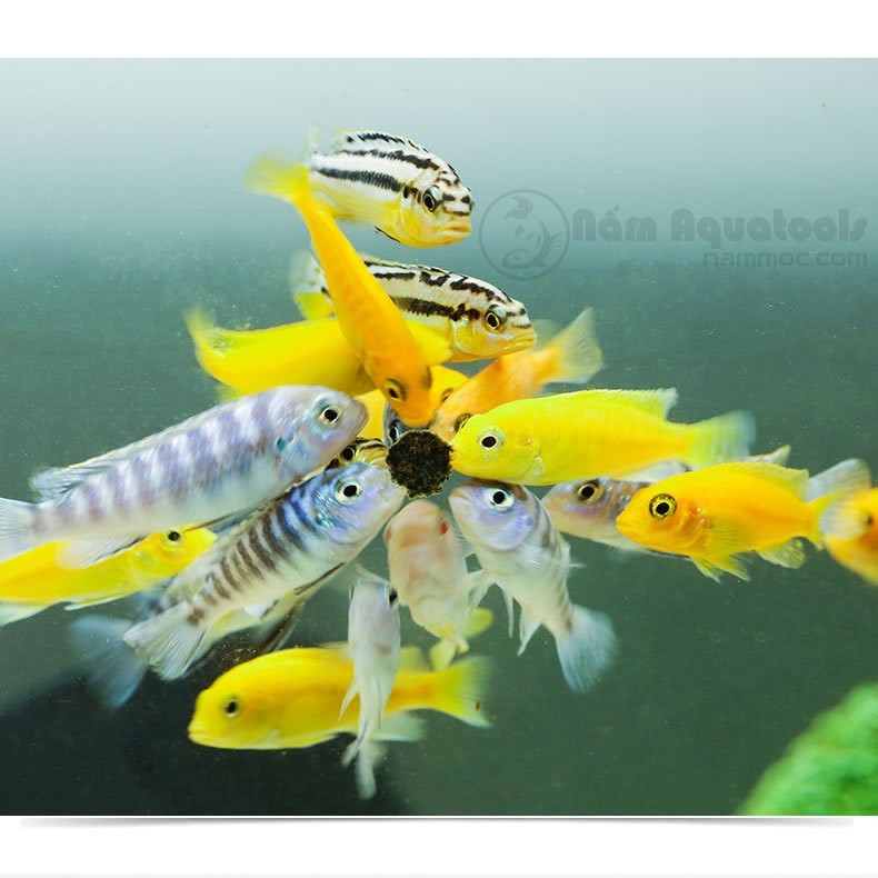 SUNSUN Fish Food SL-13 | SL-14 || Thức Ăn Dán Đặc Biệt SunSun Dành Cho Các Loại Cá Nhỏ, Cá Thuỷ Sinh