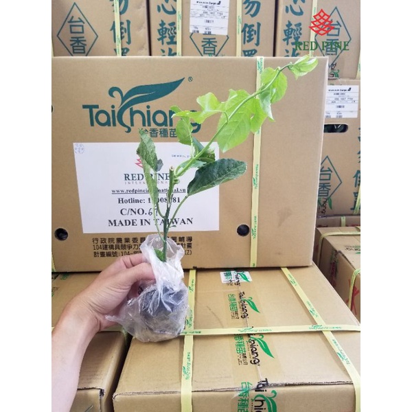 CÂY GIỐNG CHANH LEO TIM ĐÀI LOAN