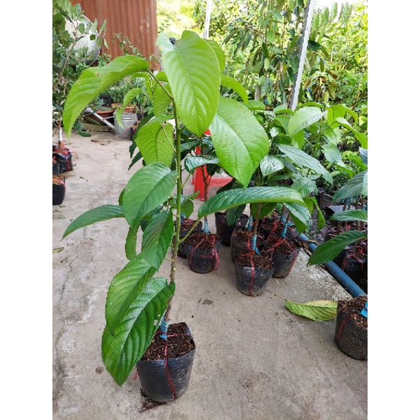 Cây dâu hạ châu cao 50cm